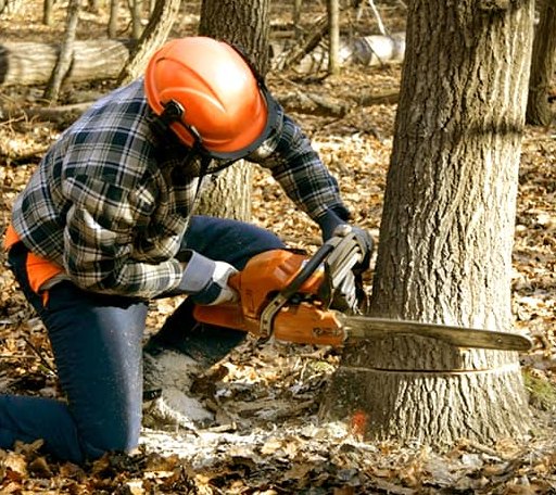 Tree Removal in Wingett Run, OH